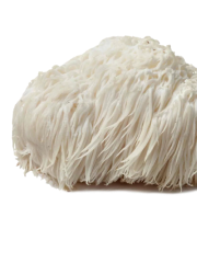Lion's Mane
