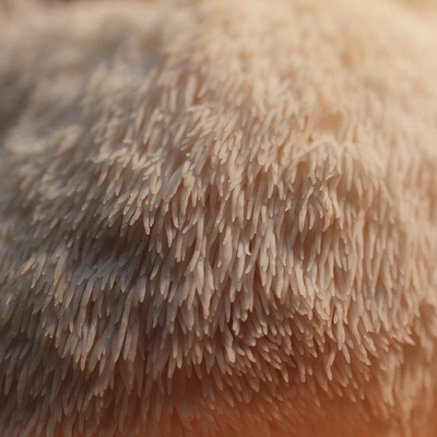 Lion's Mane