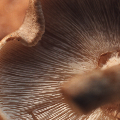 Reishi